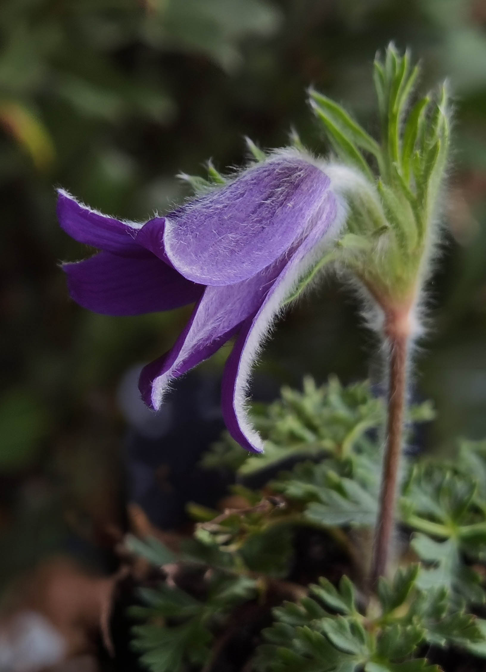 Pulsatilla turczaninovii